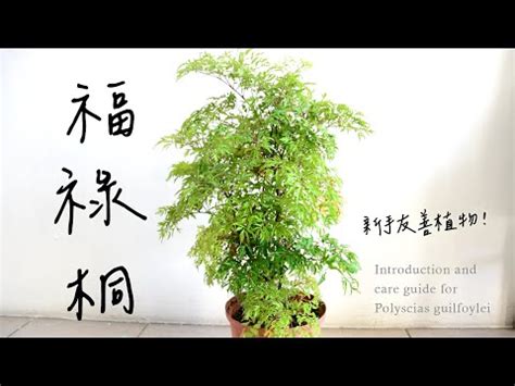 福祿桐為什麼會開花|【福祿桐開花風水】福祿桐開花風水解析：招福迎祿，。